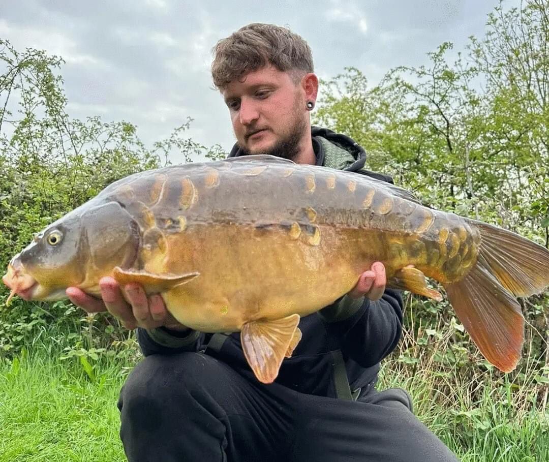 Angler holding a distinctive linear mirror carp at Alderwood Fishery