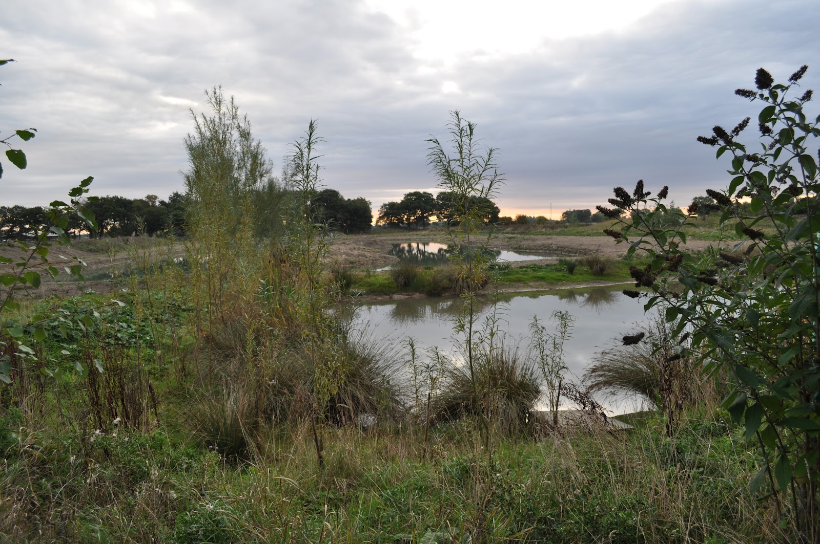 A view over Alderwood Fishery lake from the surrounding bank